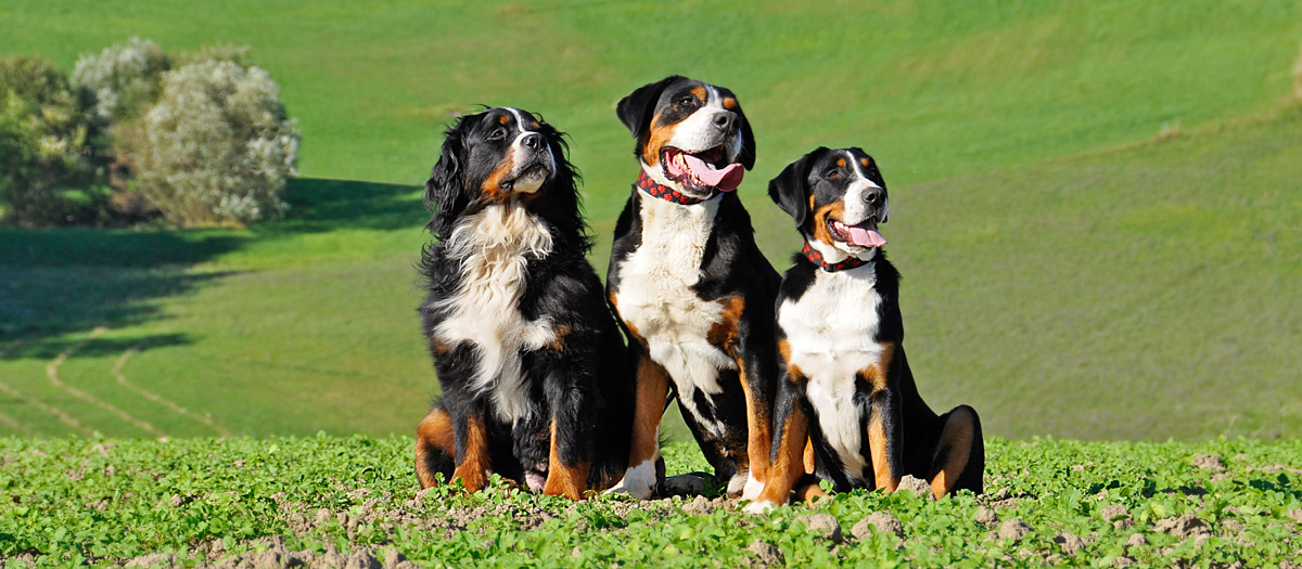 Swissdog Familie mit Sennenhunde-Eltern
